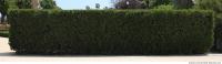 Photo Texture of Hedge 0001